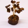 Mini arbre en pierres précieuses sur socle en bois - Œil de tigre (15 pierres)